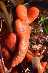 Metandrocarpa dura