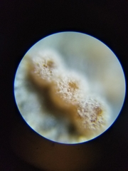 Lasionectria lecanodes