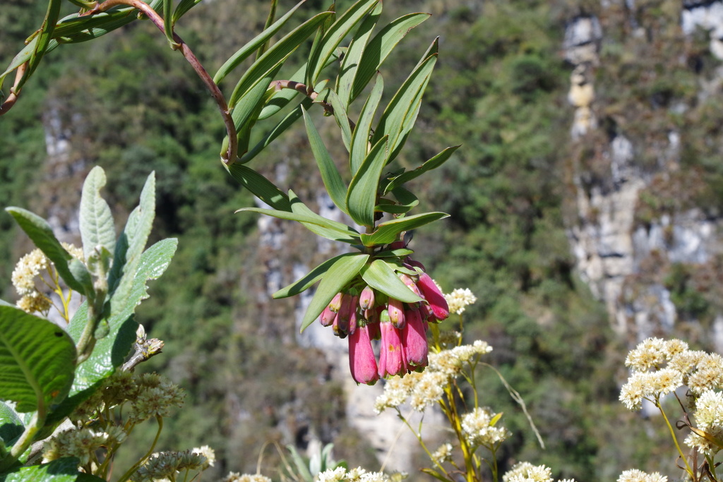 Bomarea goniocaulon
