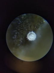 Lasionectria lecanodes