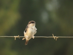 Delichon urbicum urbicum