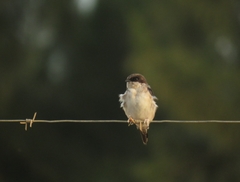 Delichon urbicum urbicum