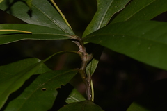 Eupomatia bennettii