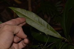 Eupomatia bennettii
