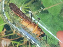 Paralobaspis
