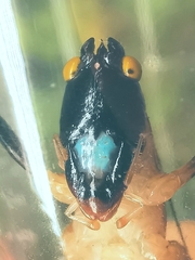 Paralobaspis
