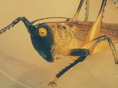 Paralobaspis