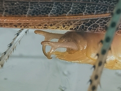 Paralobaspis