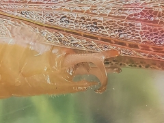 Paralobaspis