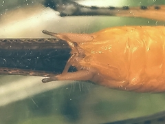 Paralobaspis
