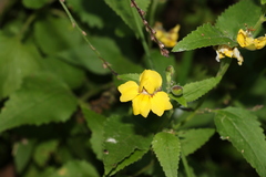 Goodenia grandiflora