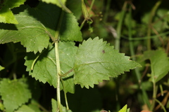 Goodenia grandiflora