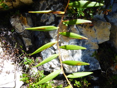 Bomarea dissitifolia