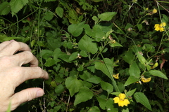 Goodenia grandiflora