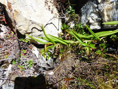 Bomarea dissitifolia
