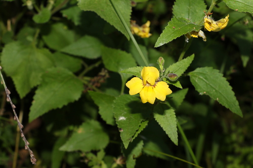 Image of Goodenia grandiflora by (c) Greg Tasney, some rights reserved (CC BY-SA)