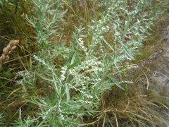 Artemisia umbrosa