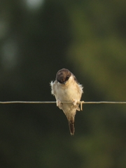 Delichon urbicum urbicum