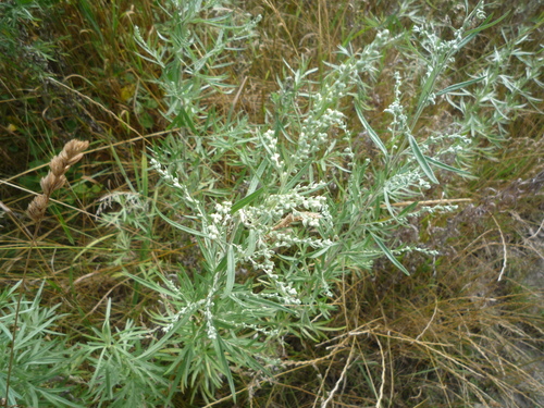 Artemisia umbrosa, photograph 2