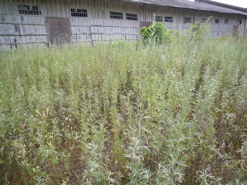 Artemisia umbrosa, photograph 3