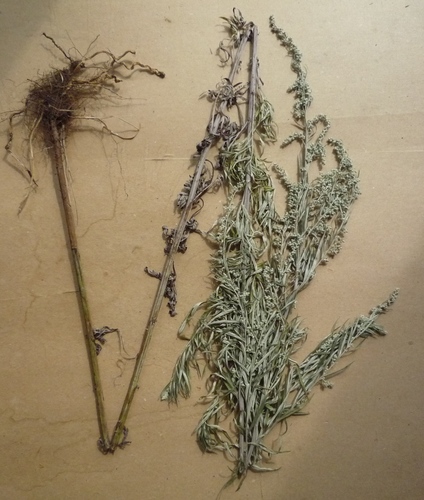 Artemisia umbrosa, photograph 4