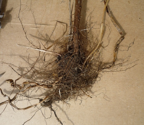 Artemisia umbrosa, photograph 5