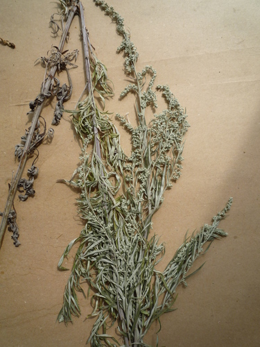 Artemisia umbrosa, photograph 6