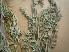 Artemisia umbrosa