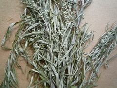 Artemisia umbrosa