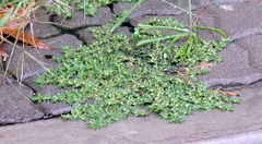 Guilleminea