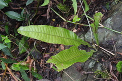 Leptochilus decurrens