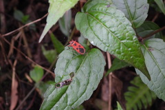 Pyrrhopeplus carduelis