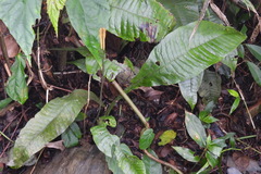 Leptochilus decurrens