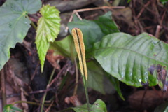 Leptochilus decurrens