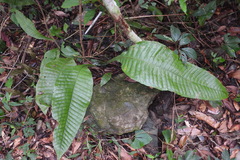Leptochilus decurrens