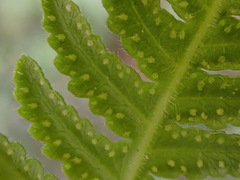 Pseudophegopteris subaurita