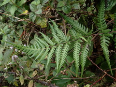Pseudophegopteris subaurita