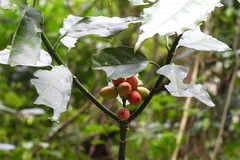 Aucuba chinensis