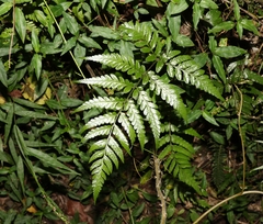 Davallia solida pyxidata