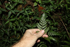 Davallia solida pyxidata