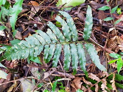 Microlepia calvescens