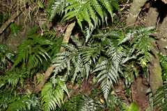 Davallia solida pyxidata