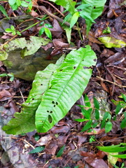 Leptochilus decurrens