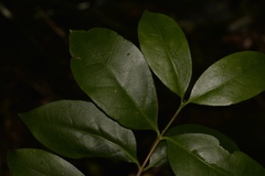Vanguerieae