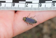 Trirhabda luteocincta