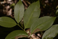 Vanguerieae