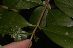 Vanguerieae