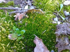 Funaria hygrometrica