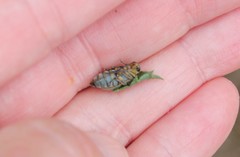 Trirhabda luteocincta