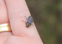 Trirhabda luteocincta